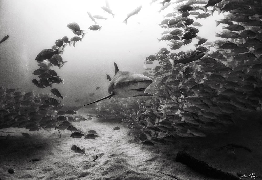 Beautiful Black And White Photographs Of Under The Sea By Anuar Patjane Floriuk