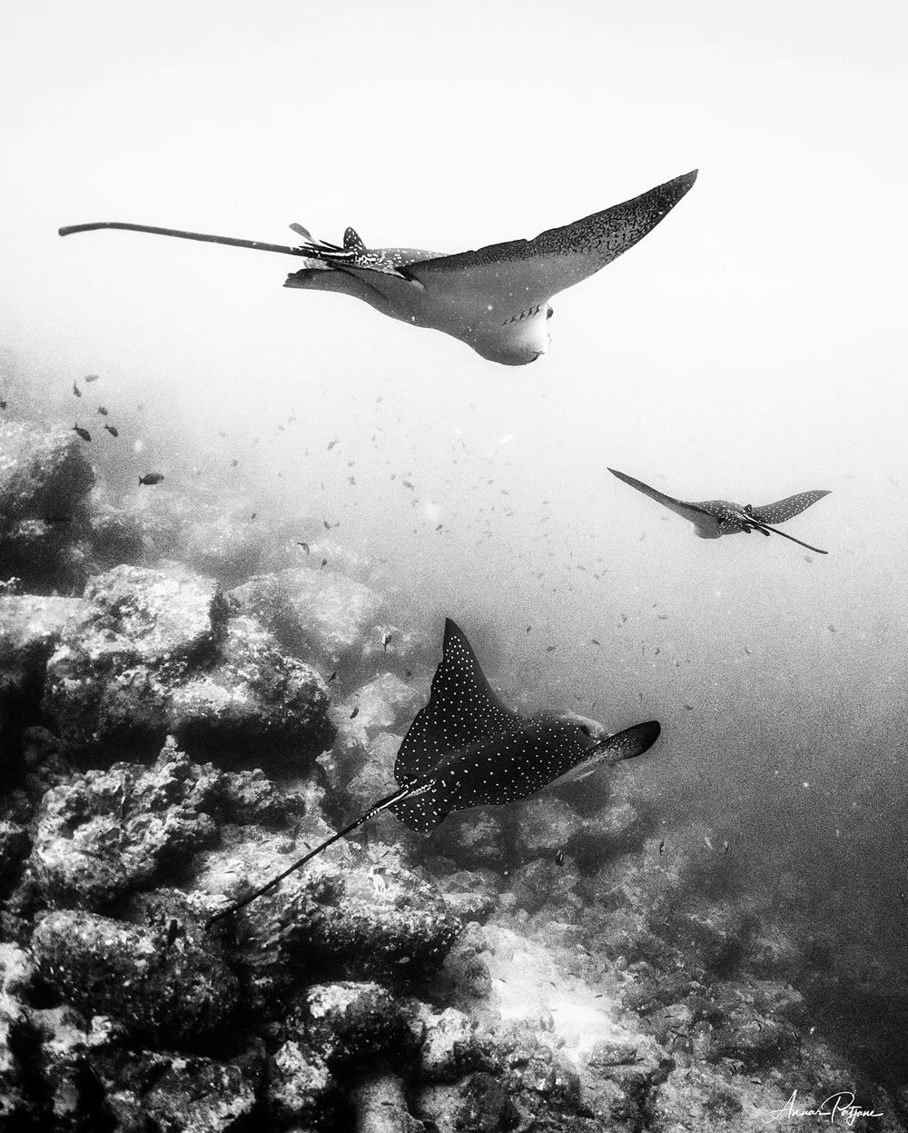 Beautiful Black And White Photographs Of Under The Sea By Anuar Patjane Floriuk