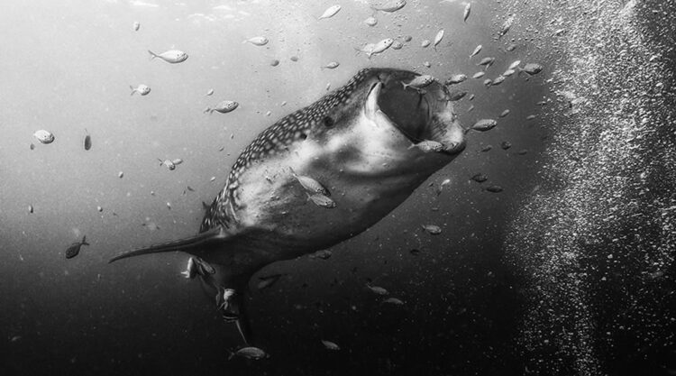 Beautiful Black And White Photographs Of Under The Sea By Anuar Patjane Floriuk