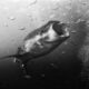 Beautiful Black And White Photographs Of Under The Sea By Anuar Patjane Floriuk