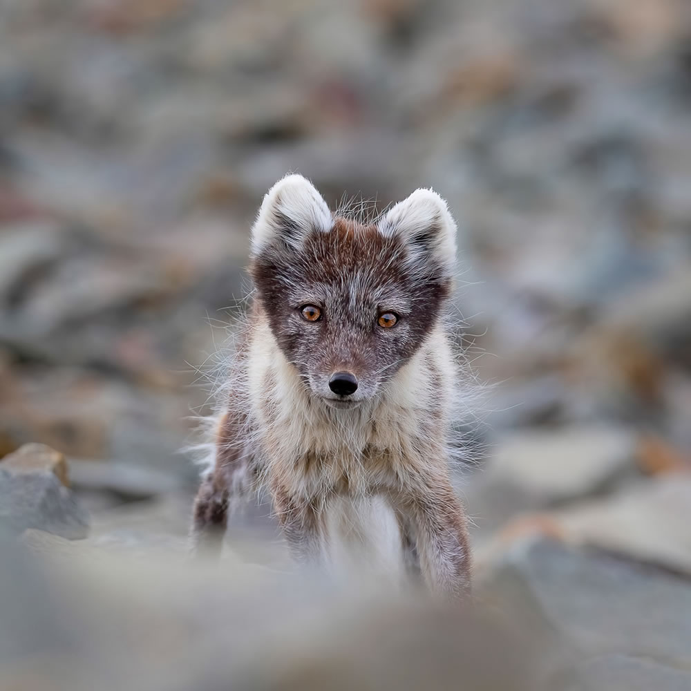 Amateur Wildlife-Winning Photos