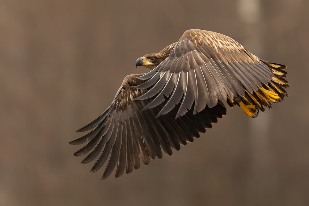 Amateur Wildlife-Winning Photos