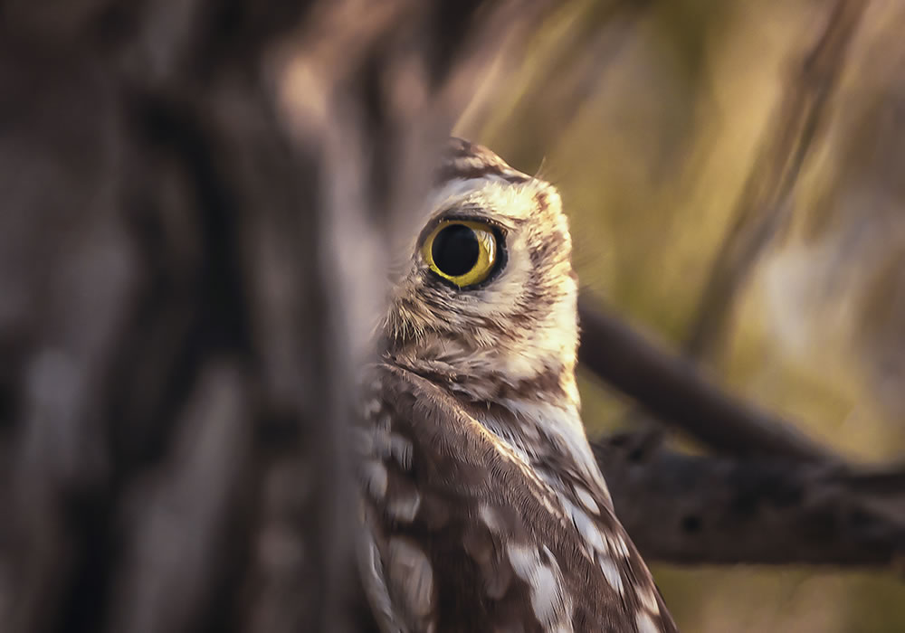 Amateur Wildlife-Winning Photos