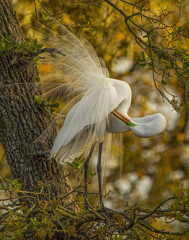 Amateur Wildlife-Winning Photos