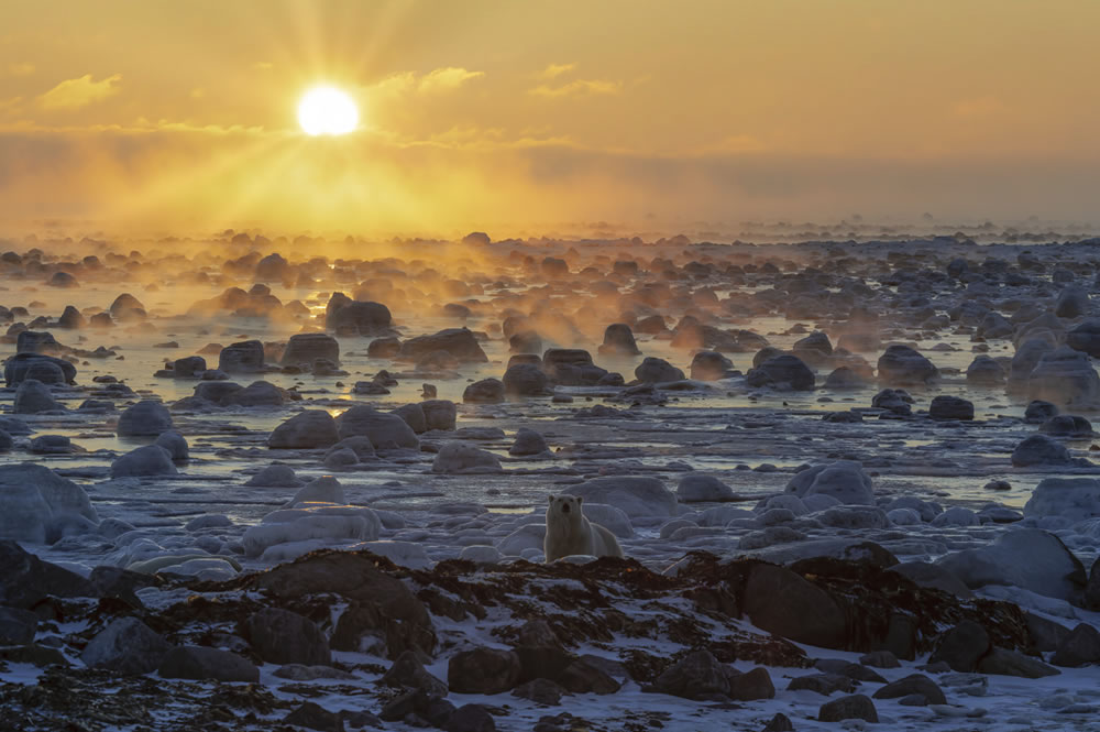 Amateur Wildlife-Winning Photos