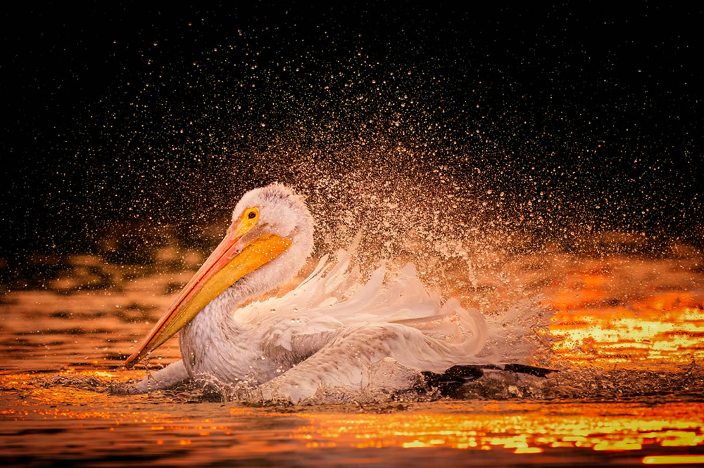 Amateur Wildlife-Winning Photos