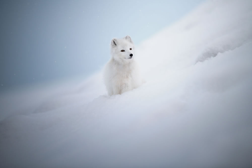 Wildlife Winners Of Fine Art Photography Awards