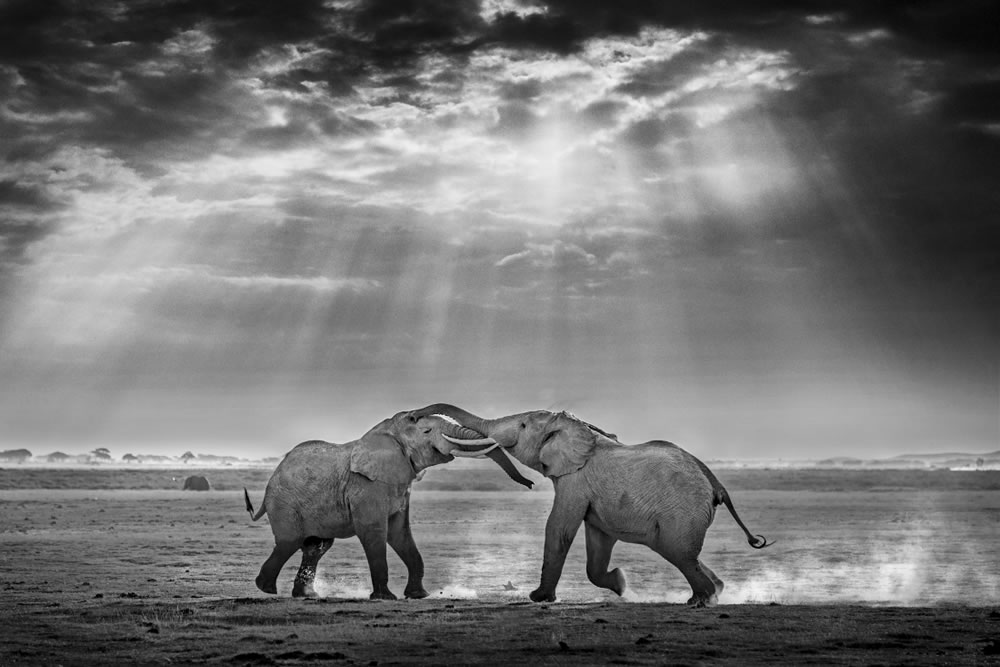 Wildlife Winners Of Fine Art Photography Awards