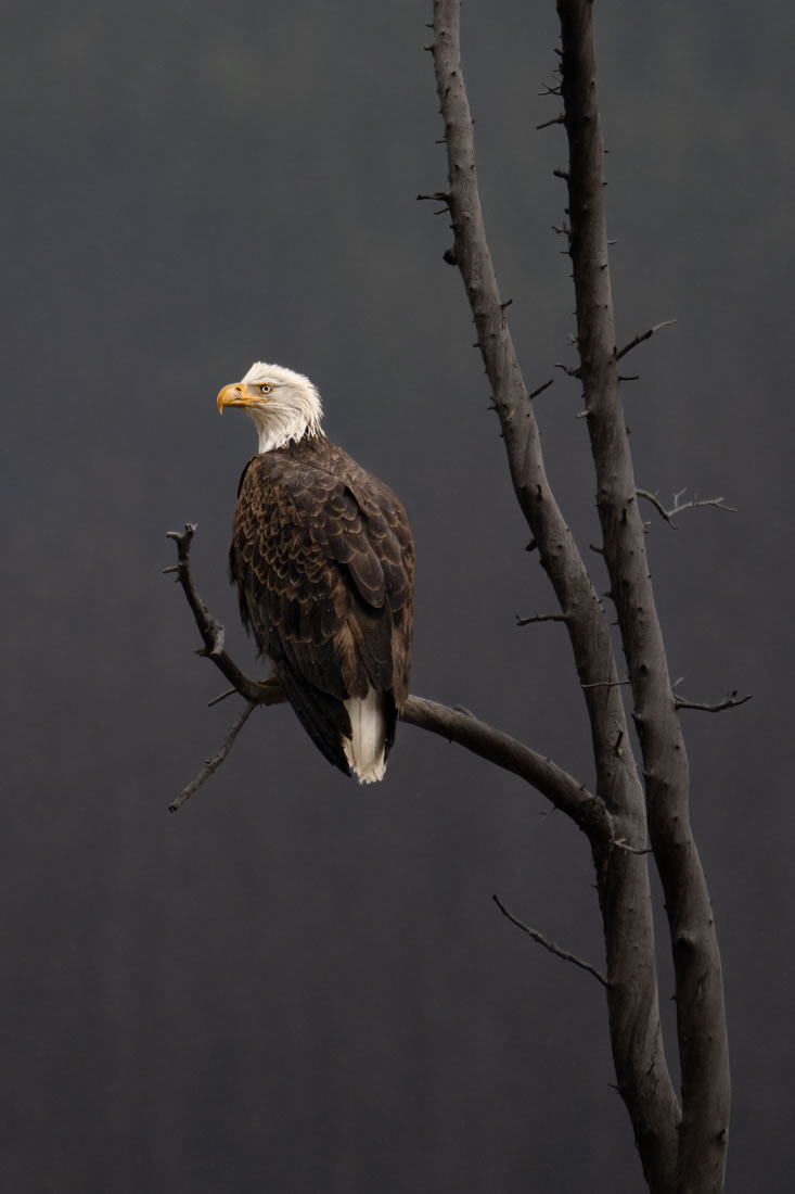 Wildlife Winners Of Fine Art Photography Awards