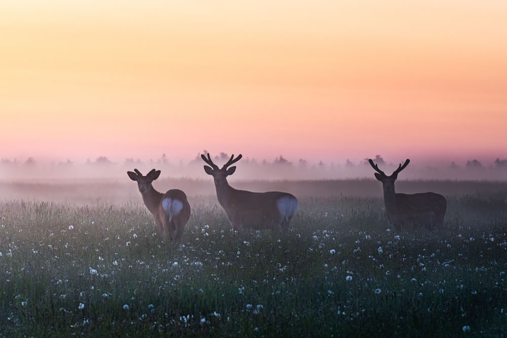 Wildlife Winners Of Fine Art Photography Awards