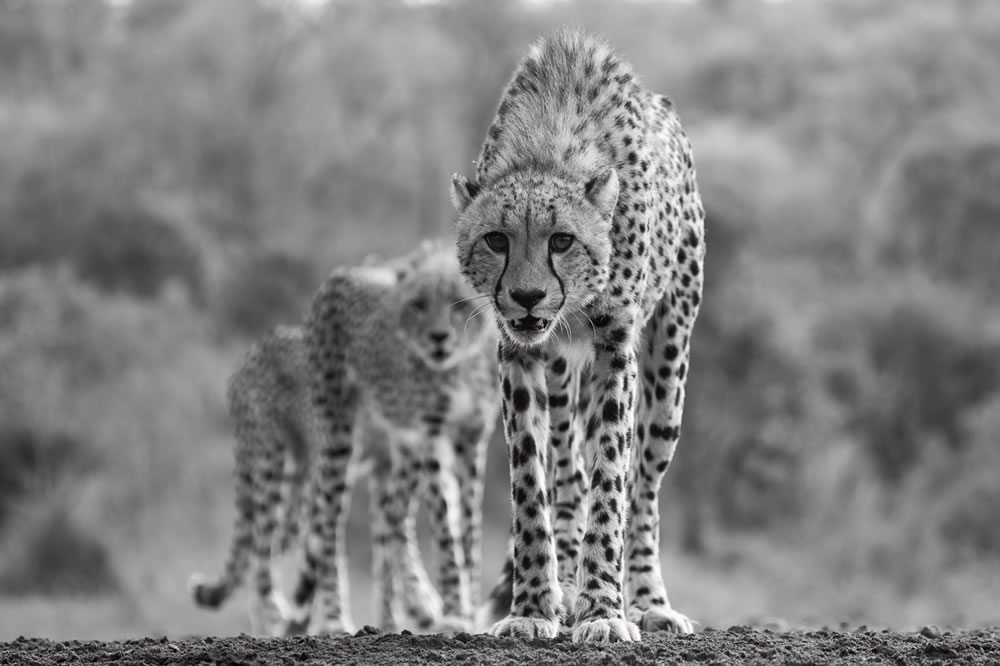 Wildlife Winners Of Fine Art Photography Awards