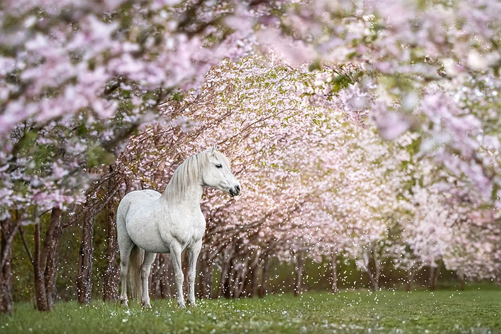 Wildlife Winners Of Fine Art Photography Awards