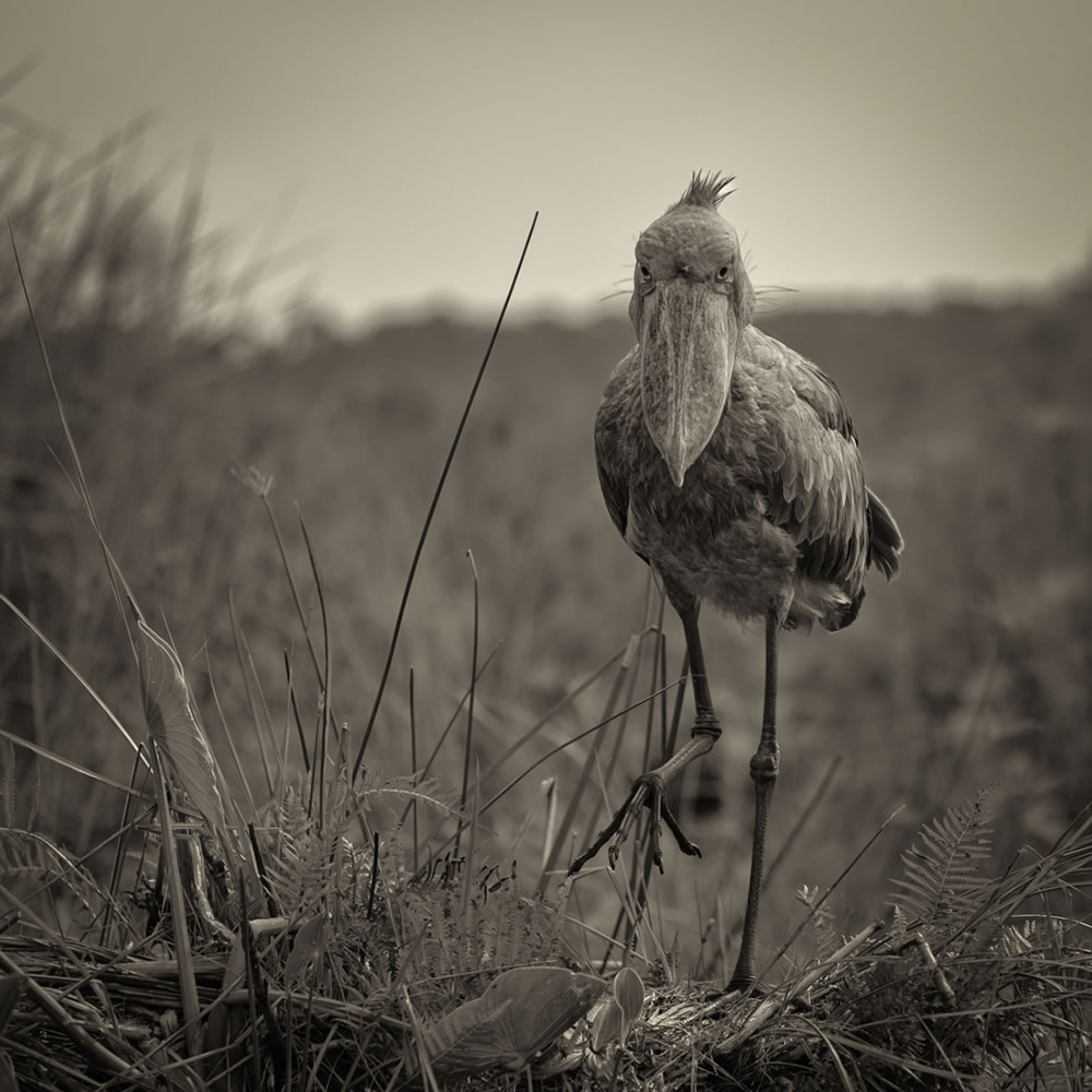 Wildlife Winners Of Fine Art Photography Awards