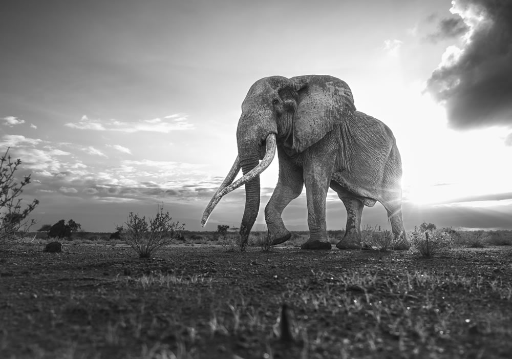 Wildlife Winners Of Fine Art Photography Awards