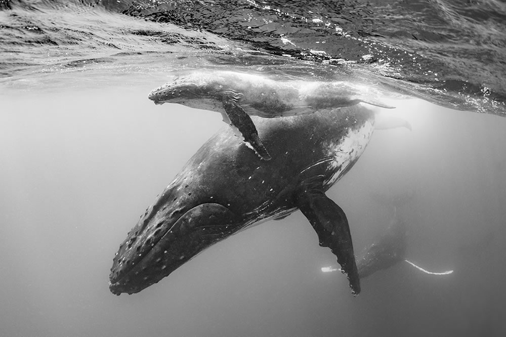 Wildlife Winners Of Fine Art Photography Awards