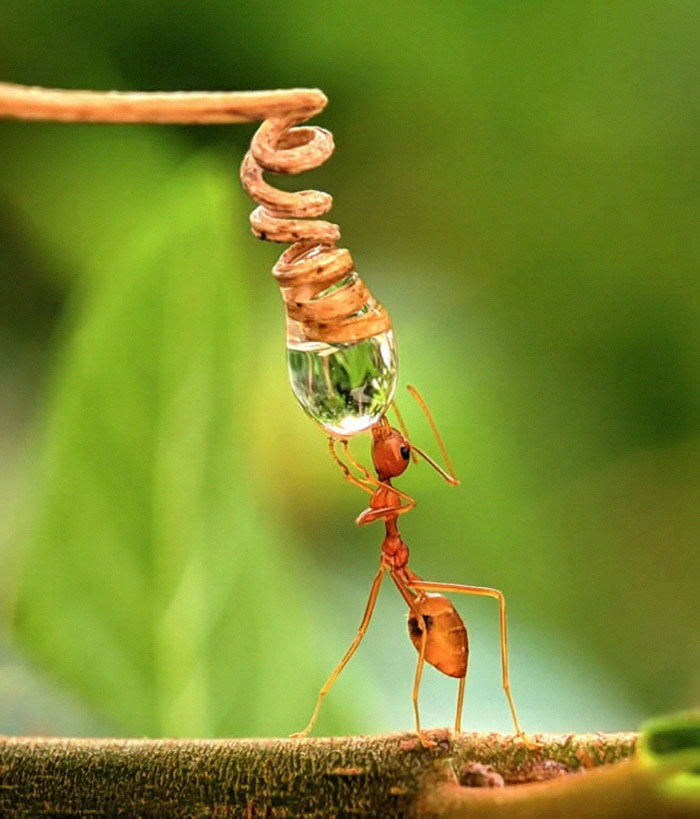 Wonderful Macro Photography By Sasi Kumar