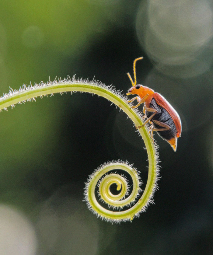 Wonderful Macro Photography By Sasi Kumar