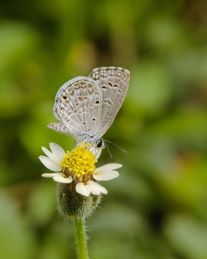 Wonderful Macro Photography By Sasi Kumar