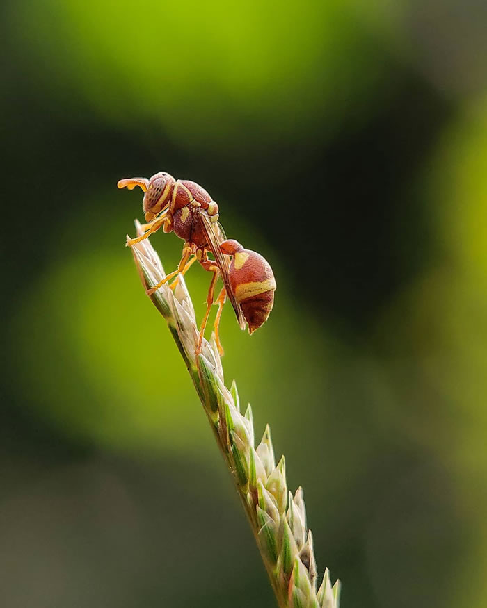 Wonderful Macro Photography By Sasi Kumar