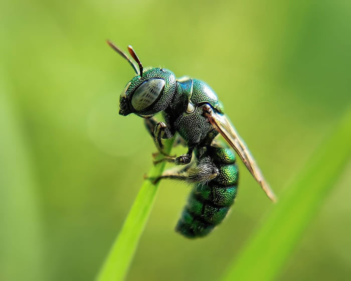 Wonderful Macro Photography By Sasi Kumar