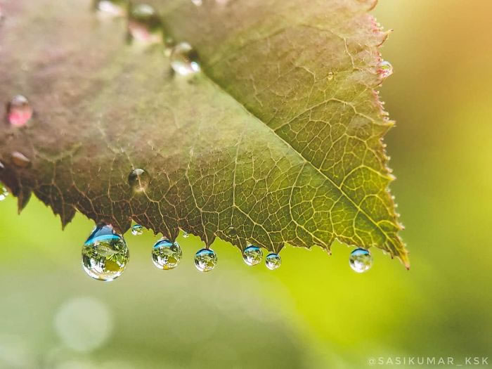 Wonderful Macro Photography By Sasi Kumar