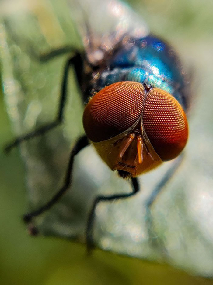 Wonderful Macro Photography By Sasi Kumar