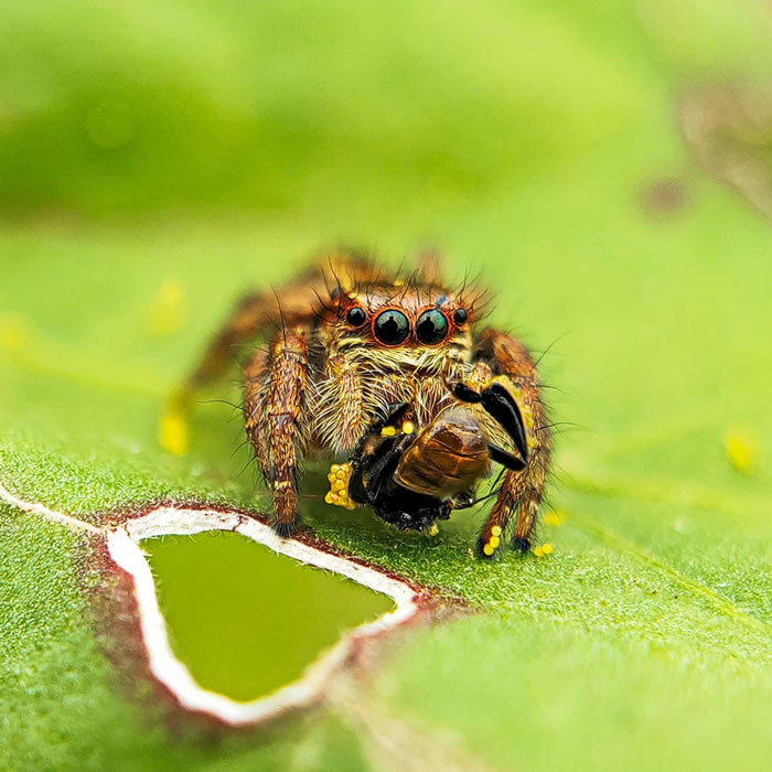 Wonderful Macro Photography By Sasi Kumar