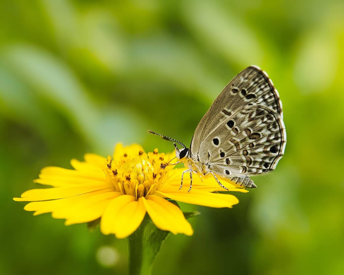 Wonderful Macro Photography By Sasi Kumar