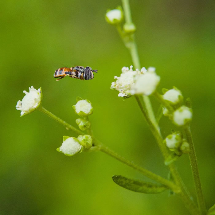 Wonderful Macro Photography By Sasi Kumar