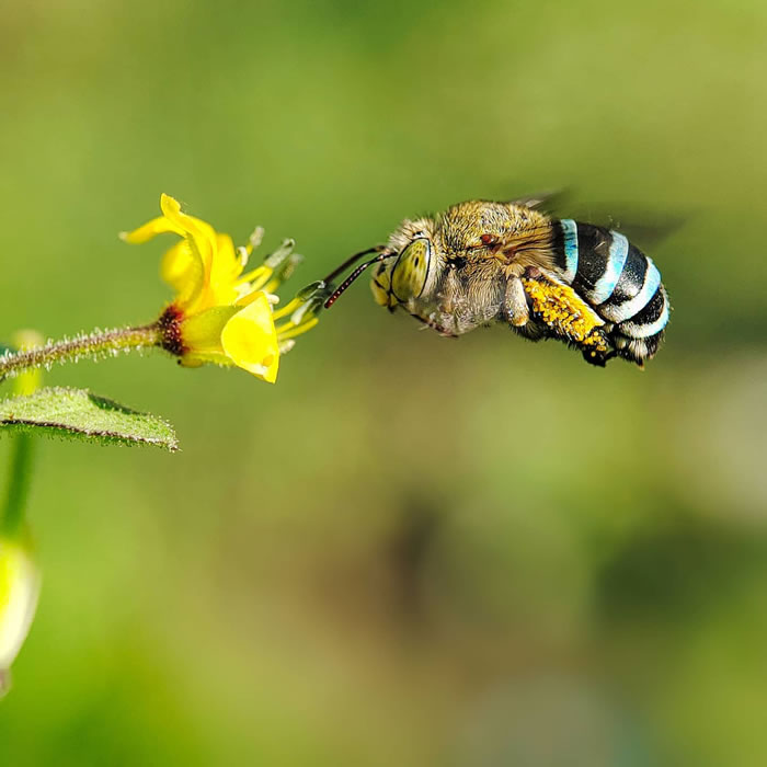 Wonderful Macro Photography By Sasi Kumar