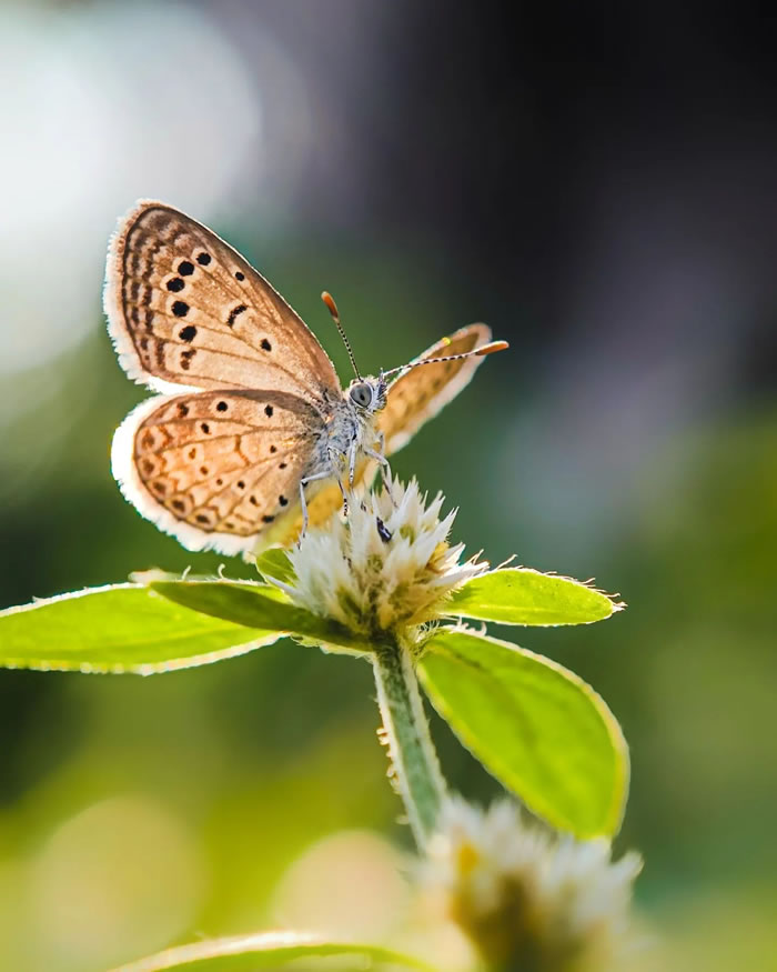 Wonderful Macro Photography By Sasi Kumar