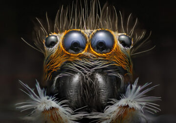 IPA Macro Photography Awards