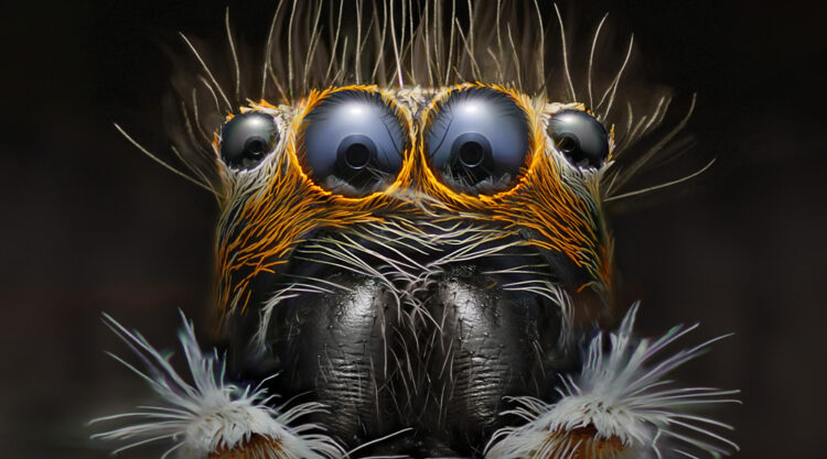 IPA Macro Photography Awards