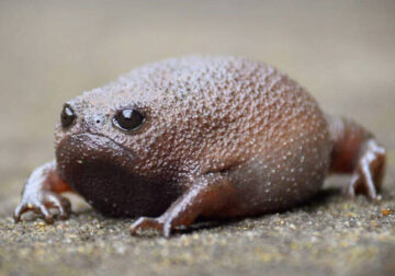 African Rain Frogs That Look Like Angry Avocados