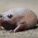 African Rain Frogs That Look Like Angry Avocados