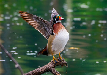 American Wood Duck Photography