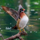 American Wood Duck Photography