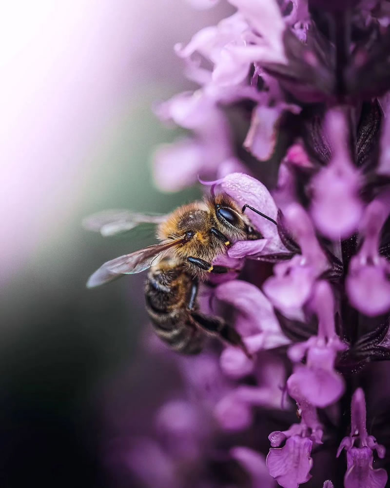 Artistic Macro Photography