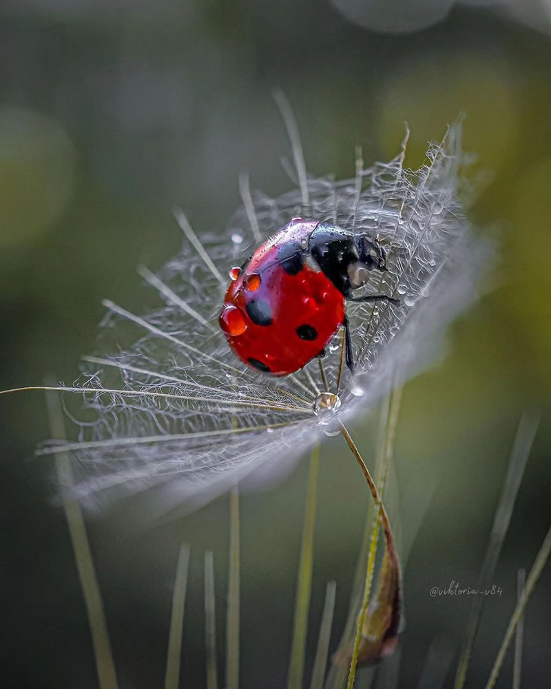 Artistic Macro Photography