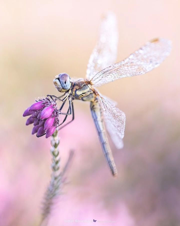 Artistic Macro Photography