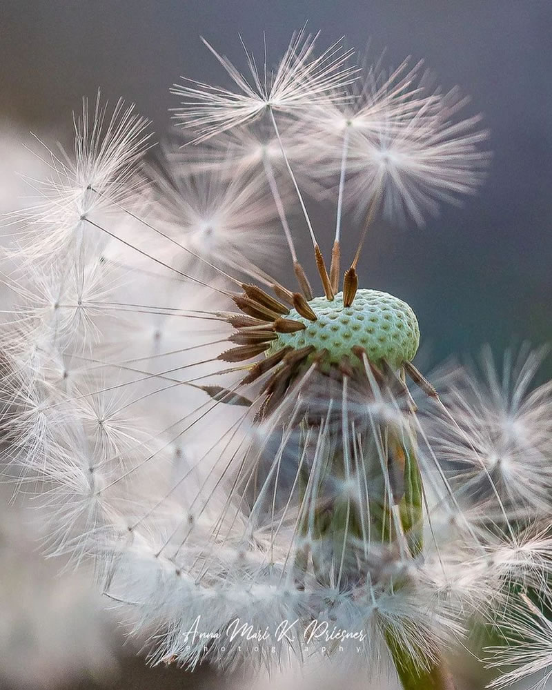 Artistic Macro Photography