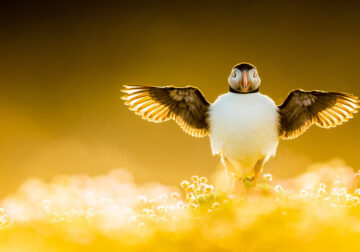 Award Winning Bird Photography