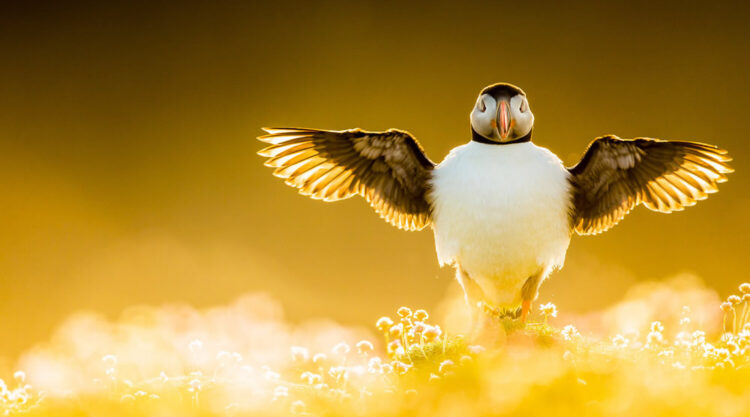 Award Winning Bird Photography