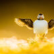 Award Winning Bird Photography