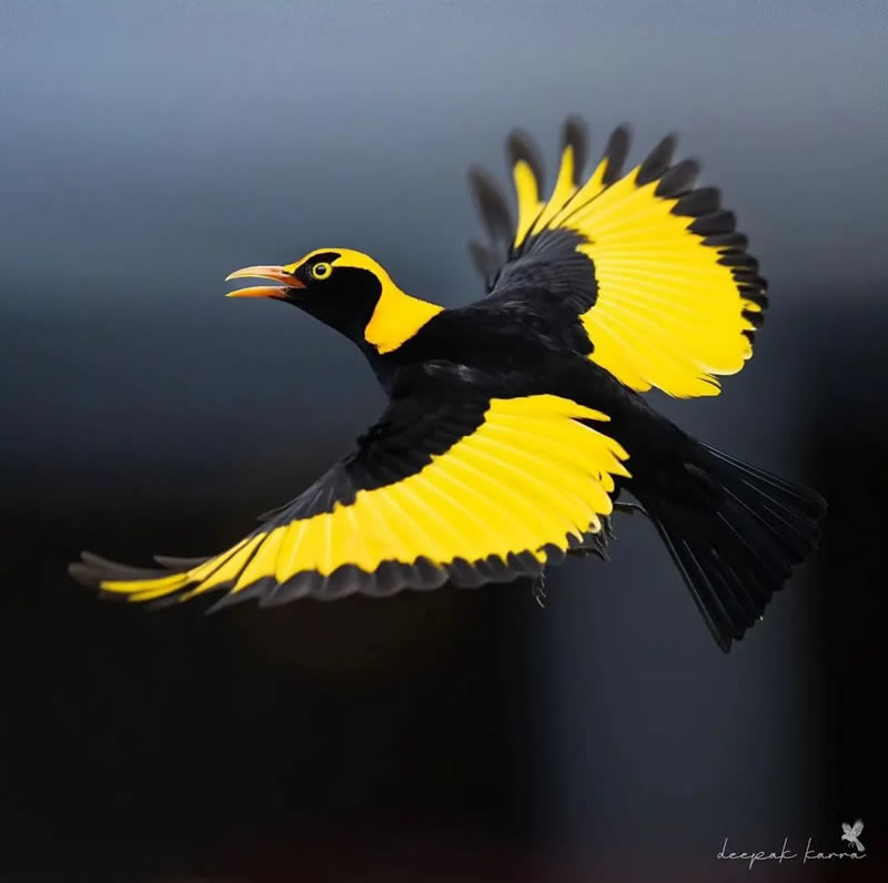 Beautiful Bird Photography