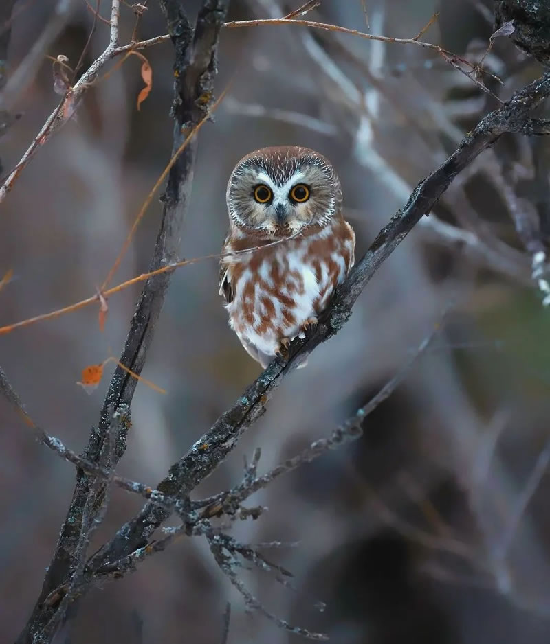 Beautiful Bird Photography