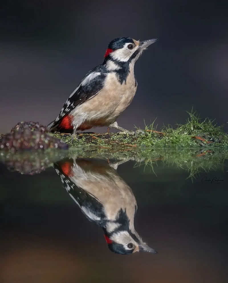 Beautiful Bird Photography