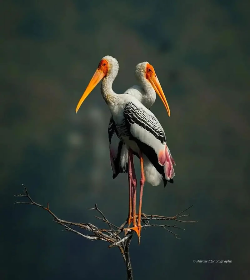 Beautiful Bird Photography