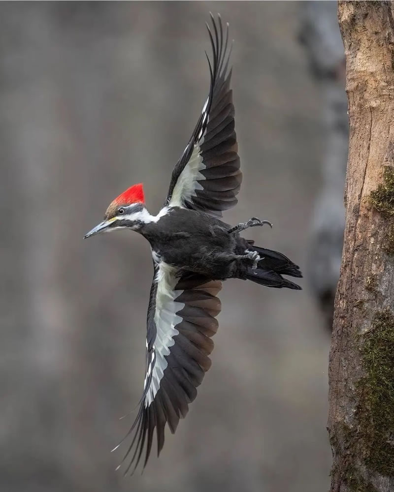 Beautiful Bird Photography