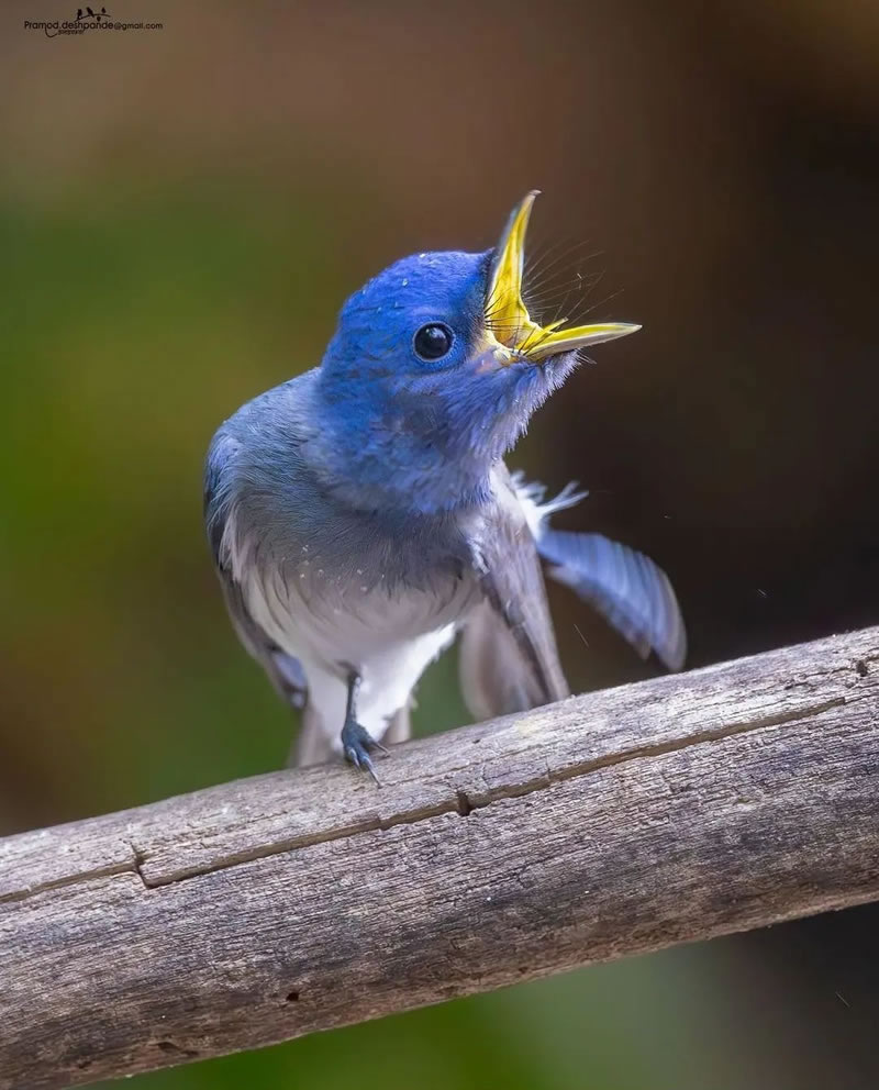 Beautiful Bird Photography